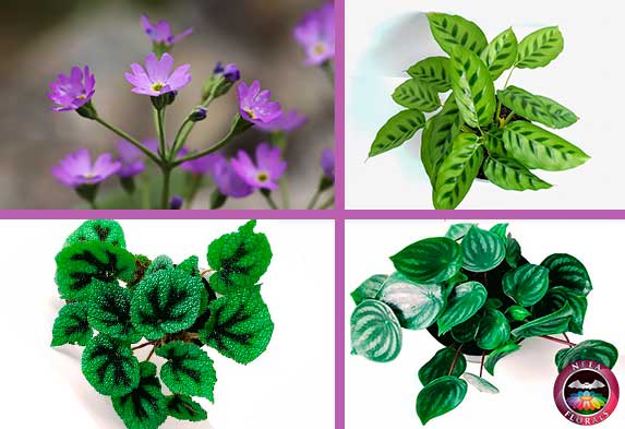 Ejemplos de plantas de semi sombra o luz indirecta petunia calathea begonia masoniana y Peperomia Neea Flora Ejemplos de plantas de semi sombra o luz indirecta petunia calathea begonia masoniana y Peperomia Neea Flora